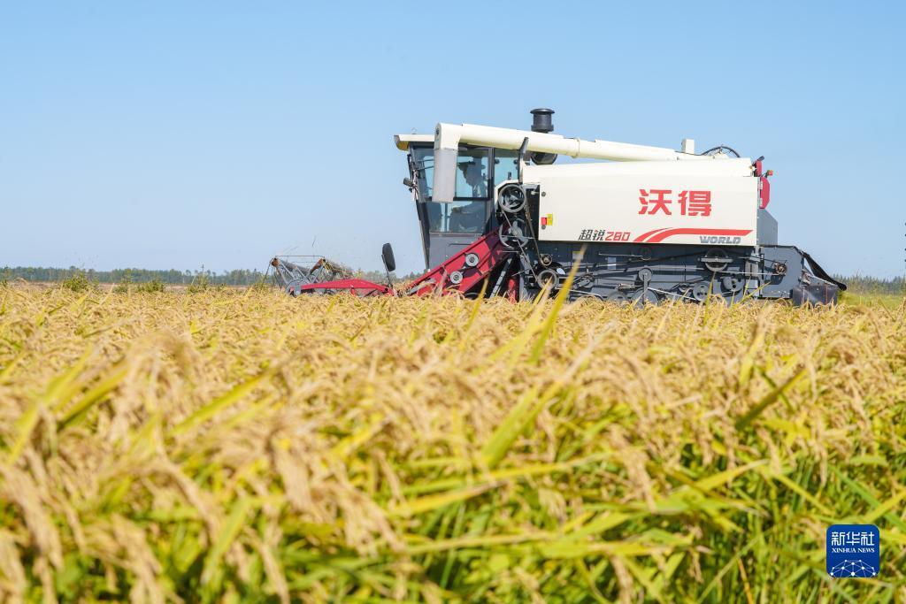 百家龙宝